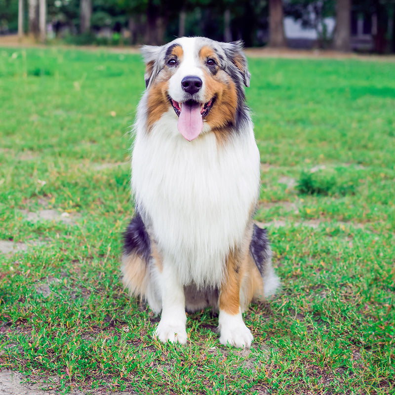 Australian Shepherd Custom Shaped Pillow