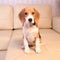 Beagle Custom Shaped Pillow