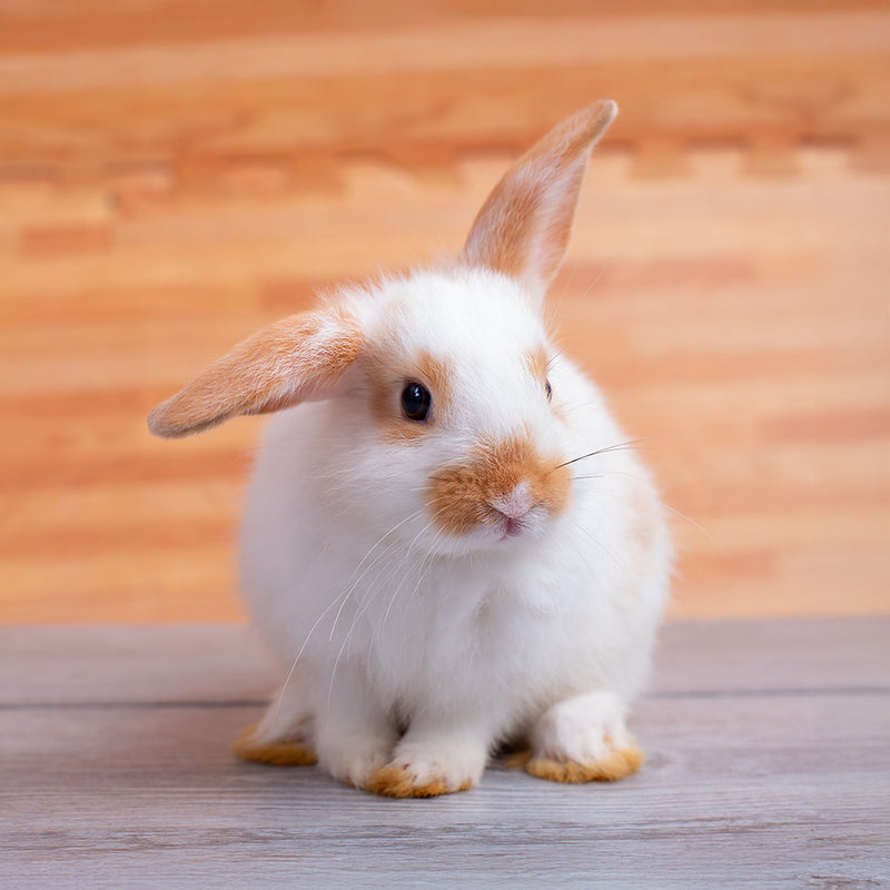 Bunny Custom Shaped Pillow