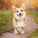 Corgi Custom Shaped Pillow