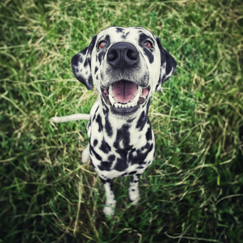 Dalmatian Custom Shaped Pillow