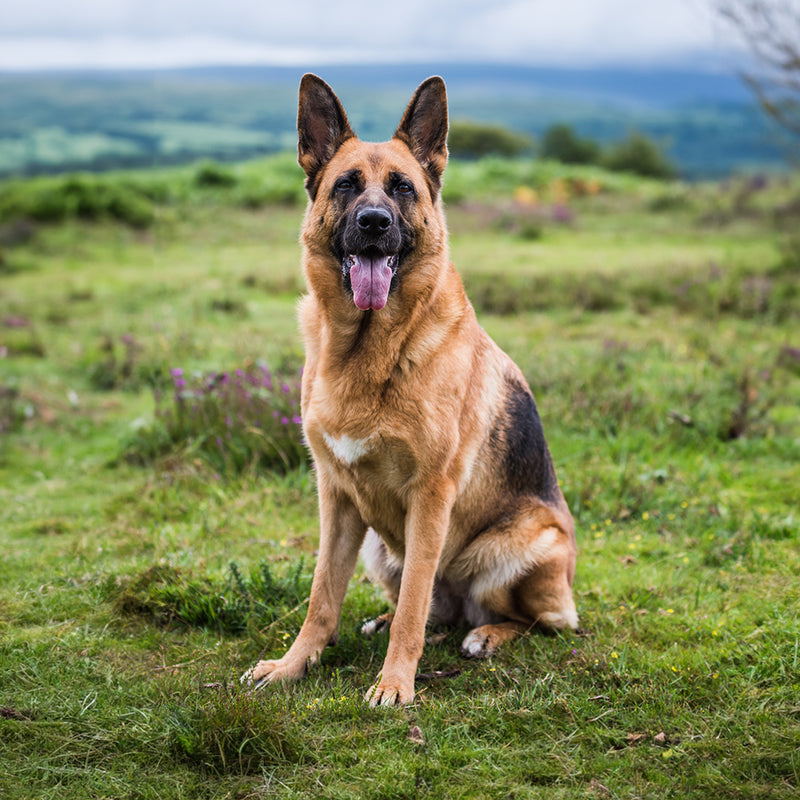 German Shepherd Custom Shaped Pillow