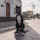 Great Dane Custom Shaped Pillow