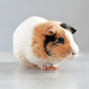 Guinea Pig Custom Shaped Pillow