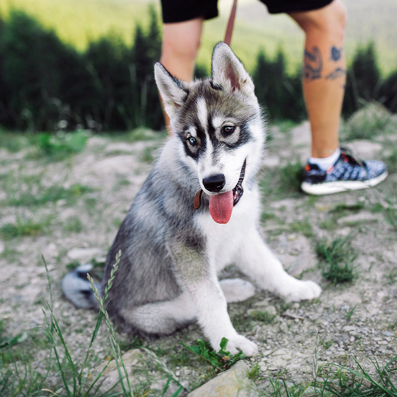 Husky Custom Shaped Pillow