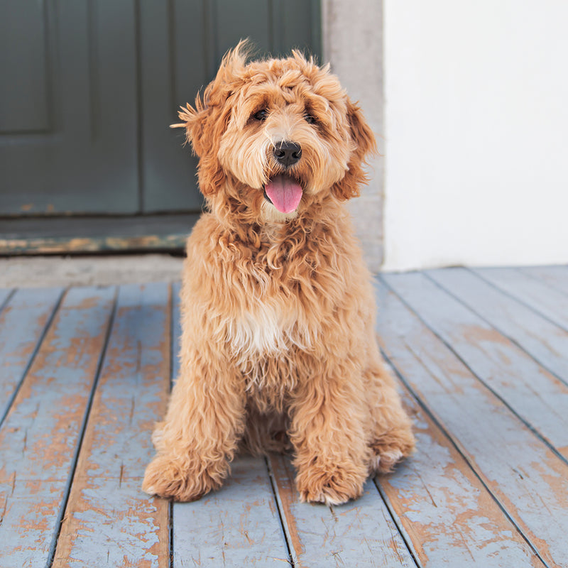 Goldendoodle Custom Shaped Pillow