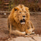 Lion Custom Shaped Pillow