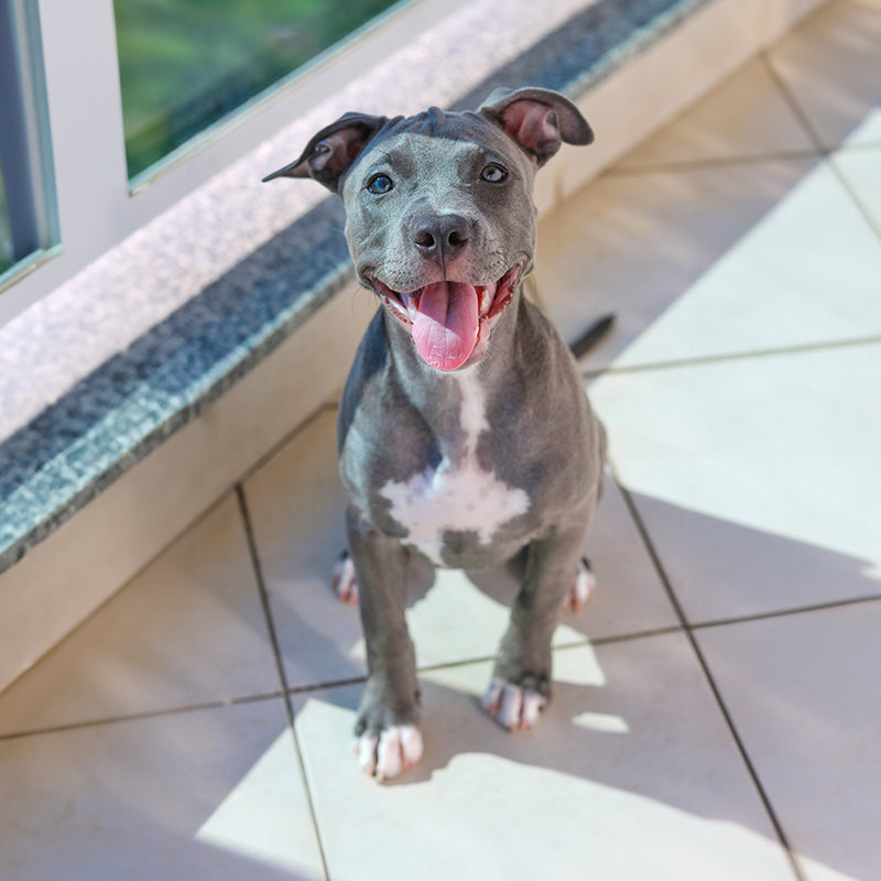 Pitbull Custom Shaped Pillow