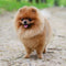 Pomeranian Custom Shaped Pillow