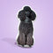 Poodle Custom Shaped Pillow