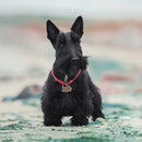 Scottish Terrier Custom Shaped Pillow