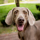 Weimaraner Custom Shaped Pillow