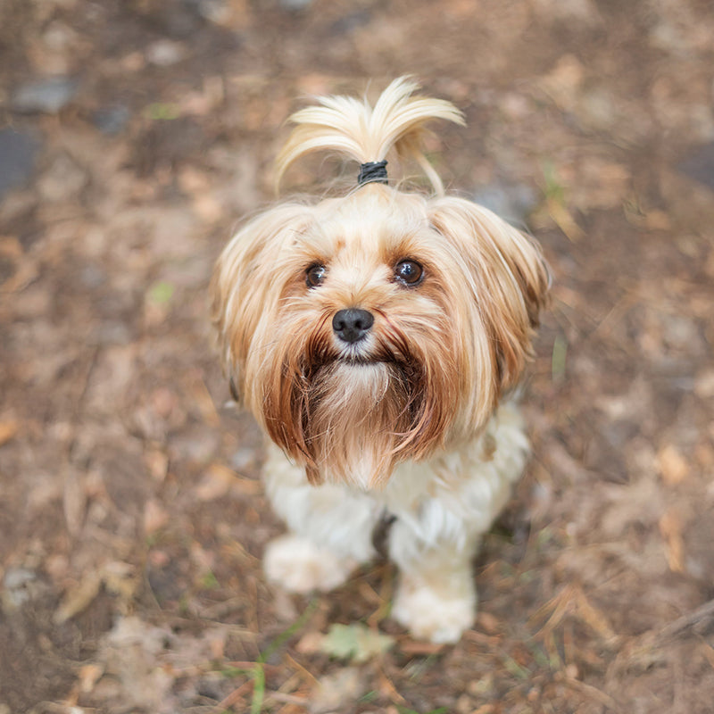 Yorkshire Terrier Custom Shaped Pillow